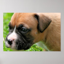 Vindy et Pups-28 Posters