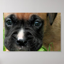 Vindy et Pups-34 Affiche
