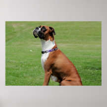 Vindy et Pups-3 Posters