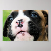 Vindy et Pups-45 Poster