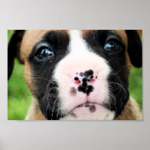 Vindy et Pups-46 Affiches