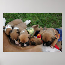 Vindy et Pups-50 Posters