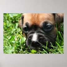 Vindy et Pups-56 Affiche