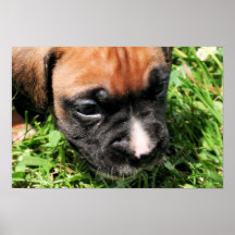 Vindy et Pups-64 Posters