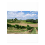 Vineyard - Vignoble (Bordeaux - France) 04 Carte Postale