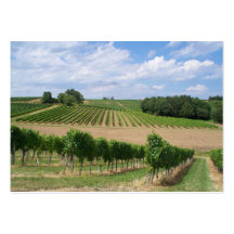 Vineyard - Vignoble (Bordeaux - France) 04 Carte De Visite