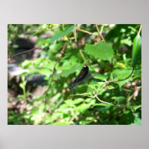 Vining Affiches