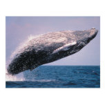 Violation de baleine de bosse carte postale