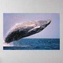 Violation de baleine de bosse posters