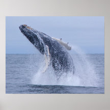 Violation de la copie de baleine de bosse affiches