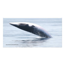 violation de la petite baleine photocarte customisée