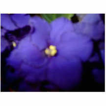 Violet Photo En Relief