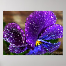 Violet Affiches