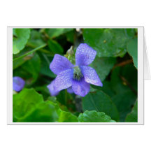 Violette sous la pluie carte de vœux