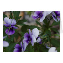 Violettes Carte De Vœux