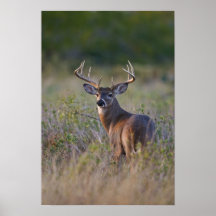 virginianus blanc-coupé la queue d'Odocoileus de c Poster