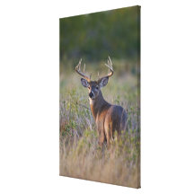 virginianus blanc-coupé la queue d'Odocoileus de c Impression Sur Toile