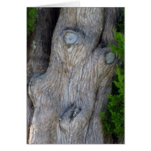 Visage dans l'arbre de Cypress Cartes De Vœux