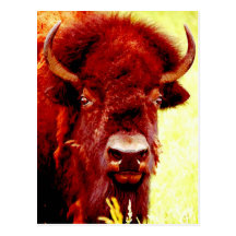 Visage de bison/de Buffalo Carte Postale