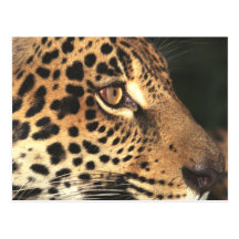Visage de guépard carte postale