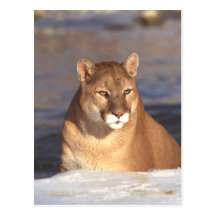 Visage de puma carte postale