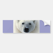 Visage d'ours blanc adhésif pour voiture