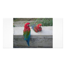 Visite de deux perroquets cartes de vœux avec photo