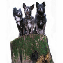 Voici les chiens sur un rondin photo sculpture