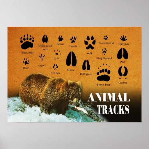 Voies animales poster