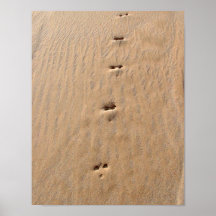 Voies de lapin affiche