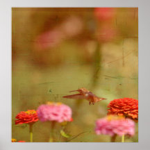 Vol de colibri posters