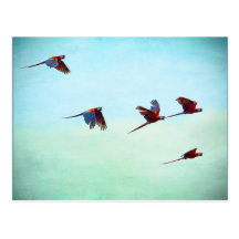 Vol de Mackaws Cartes Postales