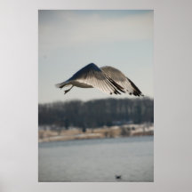 Vol d'oiseau dans la copie de vent affiche