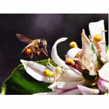 Voler d'abeilles photo sculpture