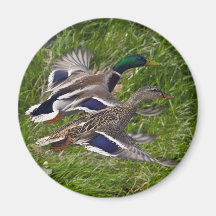 Voler de canards aimant pour réfrigérateur
