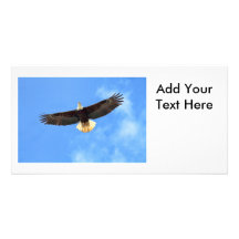 Voler d'Eagle Modèle Pour Photocarte