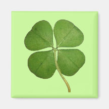 Vrai shamrock de trèfle de 4 feuilles magnets pour réfrigérateur