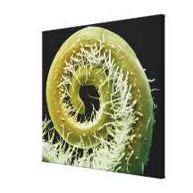 Vrille d'usine de courge impressions sur toile