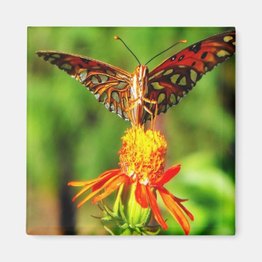 Vue de face de papillon de fritillaire de Golfe Aimants Pour Réfrigérateur