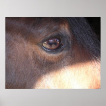 Vue de l'oeil du cheval [affiche]