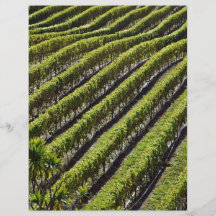Vue extraordinaire de vignoble prospectus en couleur