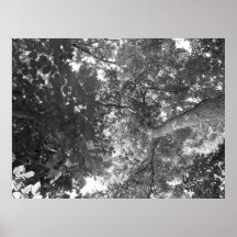 Vue par le feuille posters
