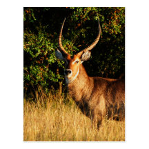 Waterbuck - cartes de voeux de faune de safari cartes postales