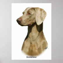 Weimaraner Posters