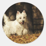 Westie sur le mouvement adhésifs ronds