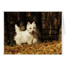 Westie sur le mouvement carte de vœux