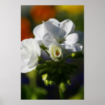 Whie sur la couleur posters