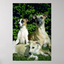 Whippet et chiots affiches