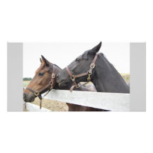 Whisperer original de cheval cartes avec photo