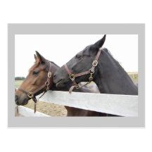 Whisperer original de cheval cartes postales